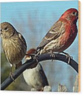 House Finch Pair Wood Print