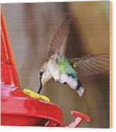 Hovering Hummingbird Wood Print