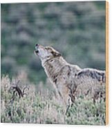 Howling Wolf Wood Print