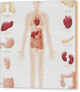 Human Body And Organs Diagram Wood Print