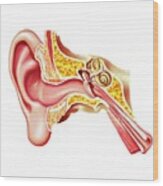 Human Ear Anatomy Wood Print