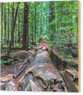Humboldt Redwoods Wood Print