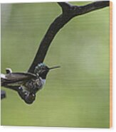 Hummingbird -wings- Wood Print