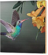 Hummer Feeding At Yellow Flower Wood Print