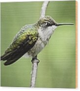 Hummingbird 3 Wood Print