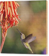 Hummingbird And Flower Wood Print