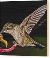 Ruby Throated Hummingbird Wood Print