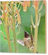 Hummingbird Dreams As Beating To Aloe Blossoms Wood Print