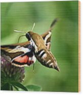 Hummingbird Moth From Behind Wood Print