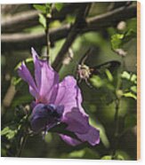 Hummingbird Moth On Rose Of Sharon Wood Print
