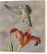Hummingbird Over The Daylily Wood Print