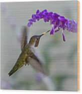 Hummingbird Series 01 Wood Print