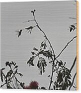 Hummingbird Silhouette Ii Wood Print