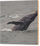 Humpback Whale Breaching Wood Print