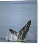 Humpback Whale Breaching Southeast Wood Print