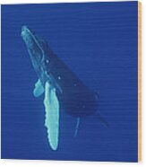 Humpback Whale Curious Calf Maui Hawaii Wood Print