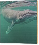 Humpback Whale Wood Print