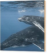 Humpback Whale - Mother And Calf Wood Print