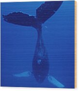 Humpback Whale Singer Called Frank Maui Wood Print