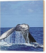 Humpback Whale Tail Slapping Wood Print