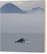 Humpback Whale Tail Southeast Alaska Wood Print