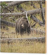 Hungry Grizzly Bear Wood Print