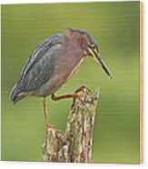 Hunting Green Heron Wood Print
