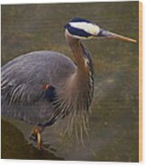 Hunting Heron Wood Print