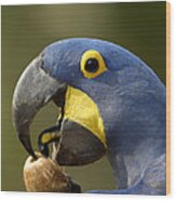 Hyacinth Macaw Cracking Piassava Palm Wood Print