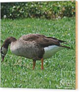 Hybrid Canada/greylag Goose 20120421_191a Wood Print