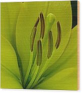 Hybrid Lily Named Trebbiano Wood Print