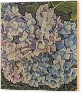 Hydrangea Blossoms Wood Print