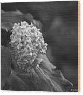 Hydrangea Glory In Black And White Wood Print
