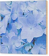 Hydrangea Macrophylla Wood Print