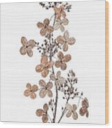 Hydrangea Paniculata Wood Print