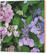 Hydrangeas - Blue And Pink Wood Print