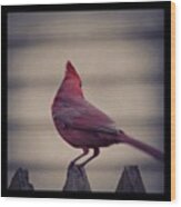 I Like The #mohawk #cardinal #red #bird Wood Print