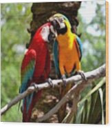 I Thought These Were Parrots Not Love Wood Print