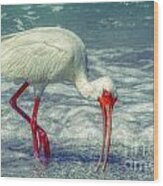 Ibis Feeding Wood Print