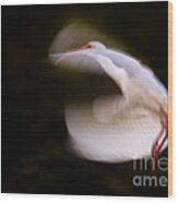 Ibis In Flight Wood Print