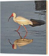 Ibis In Reflection Wood Print