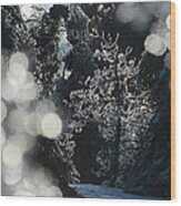 Ice Tree-5074 Wood Print