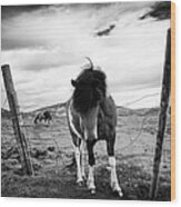Icelandic Horse In Iceland Black And White Wood Print