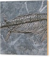 Ichthyosaur Fossil Wood Print