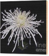Icicles --a White Spider Chrysanthemum Wood Print