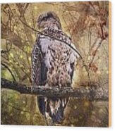 Immature Bald Eagle In Solitude Wood Print