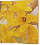 Impressionist Forsythia Wood Print