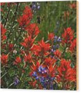 Indian Paintbrush 1 Wood Print