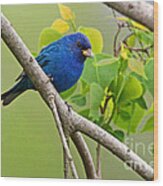Blue Indigo Bunting Bird Wood Print