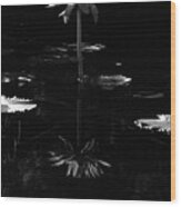 Infrared - Water Lily 03 Wood Print